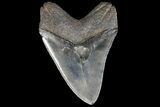 Serrated, Fossil Megalodon Tooth - Georgia #78642-2